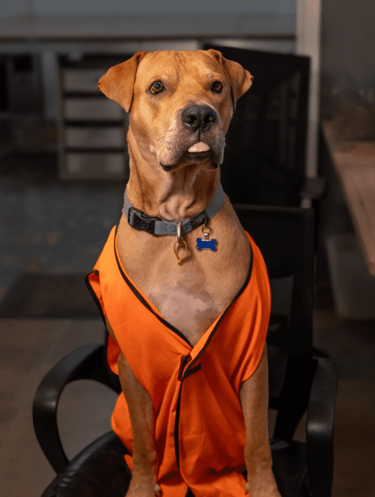 Dog Office1 The Exhibitionist